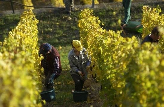 全球葡萄酒總產量下降8.2%，2018葡萄酒漲價已成定勢